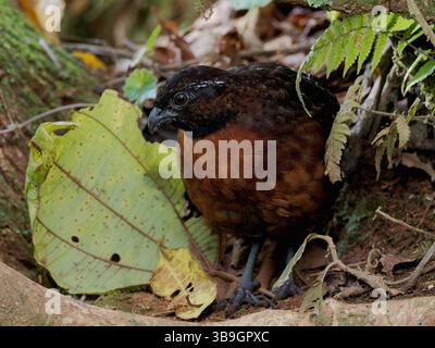 Rufous Breasted Wood Quail Foto Stock