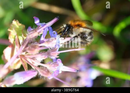 Regina comune delle api cardine (Bombus pascuorum) sulla fioritura di Abraham-Isaac-Jacob (Trachystemon orientalis) Foto Stock