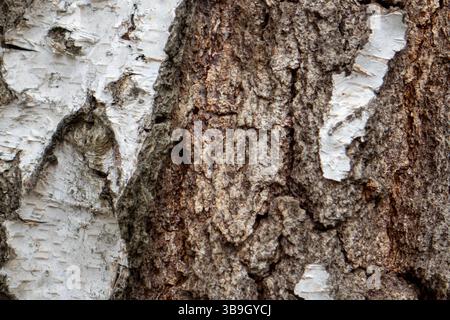Vista ravvicinata della corteccia di betulla e pino che mostra texture e colori intricati. La luce naturale mette in risalto i motivi e le superfici uniche di ciascuna di esse Foto Stock