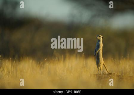 I suricati adulti o i meerkat dalla coda sottile (Suricata suricatta) fanno a turno la guardia del gruppo. Nella loro posizione verticale tipica, eseguono la scansione Foto Stock