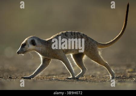 Suricati adulti o meerkat dalla coda sottile (Suricata suricatta) foraggiano durante le calde ore diurne nel territorio del loro gruppo sociale. Loro Foto Stock
