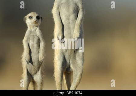 Dall'età di un mese, i giovani suricati o i suricati dalla coda sottile (Suricata suricatta) diventano attivi al di fuori della tana. Sono accompagnati da o Foto Stock