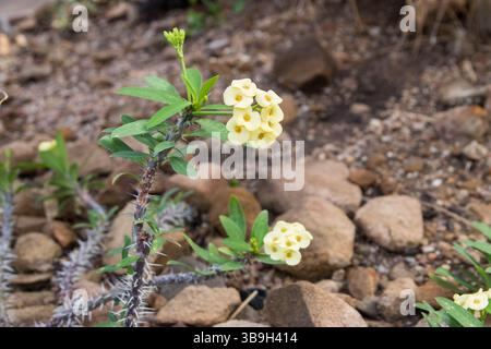 Euphorbia milii var. Il giallo splendente, la corona di spine, la pianta di Cristo o la spina di Cristo Foto Stock
