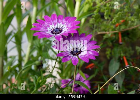 Osteospermum Cape Daisy bicolor rosa Foto Stock
