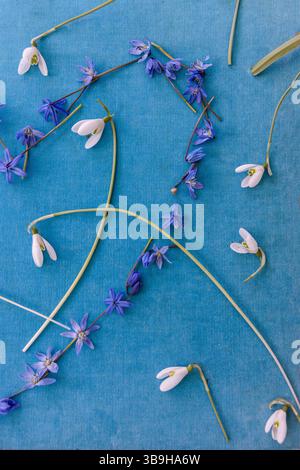 Una forma a cuore tagliato fatta di fiori bluestar con gocce di neve bianche giace su uno sfondo blu sul tema dell'amore Foto Stock