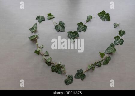 Una forma a cuore fatta di foglie di edera su sfondo grigio, decorazione simbolica sostenibile sul tema dell'amore Foto Stock