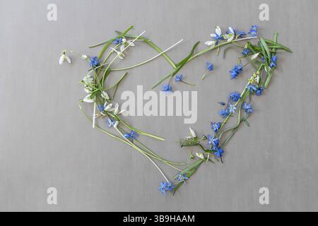 Fiori bluestem appena raccolti disposti a forma di cuore per l'amore, la festa della mamma, il matrimonio e la decorazione floreale Foto Stock