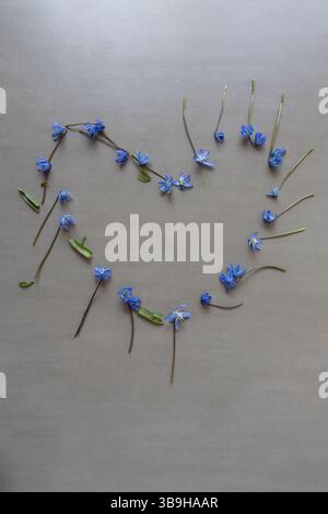 Fiori blu appena raccolti con stelo a stella blu disposti a forma di cuore per l'amore, la festa della mamma, il matrimonio e la decorazione floreale Foto Stock