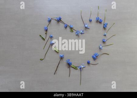 Fiori bluestem appena raccolti disposti a forma di cuore floreale sul tema dell'amore, della festa della mamma, del matrimonio, della decorazione floreale naturale Foto Stock