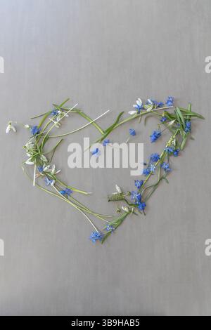 Fiori bluestem appena raccolti disposti a forma di cuore floreale sul tema dell'amore, della festa della mamma, del matrimonio e della decorazione floreale Foto Stock