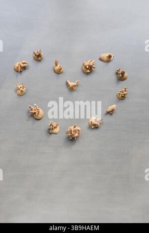 I frammenti di patate e le pelature si trovano a forma di cuore su sfondo grigio sul tema dei rifiuti organici e della separazione organica Foto Stock