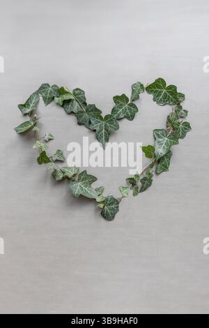 Una forma a cuore fatta di foglie di edera su sfondo grigio, decorazione simbolica sostenibile sul tema dell'amore Foto Stock