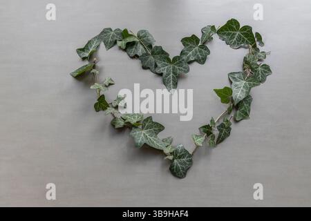 Una forma a cuore fatta di foglie di edera su sfondo grigio, decorazione simbolica sostenibile sul tema dell'amore Foto Stock