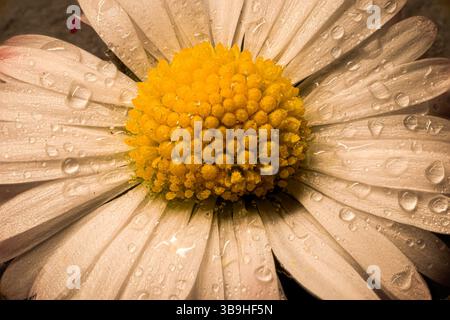 Primo piano di una margherita (Bellis perennis) con goccioline d'acqua sui petali bianchi, Jena, Turingia, Germania Foto Stock