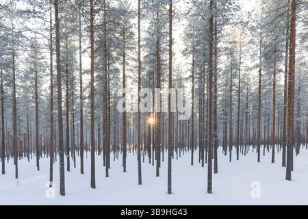 Pino scozzese, Pinus sylvestris, raggi del sole in una pineta, inverno, Finlandia Foto Stock