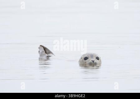 Foca, Phoca vitulina, cucciolo, ritratto, Mare del Nord, Schleswig-Holstein, Germania Foto Stock