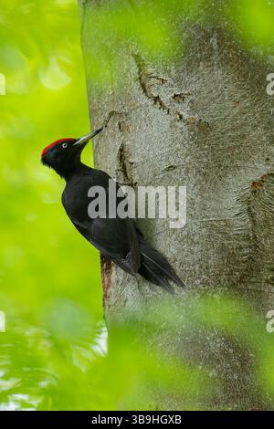 Black Woodpecker, Dryocopus martius, maschio in una foresta di faggi, Schleswig-Holstein, Germania Foto Stock