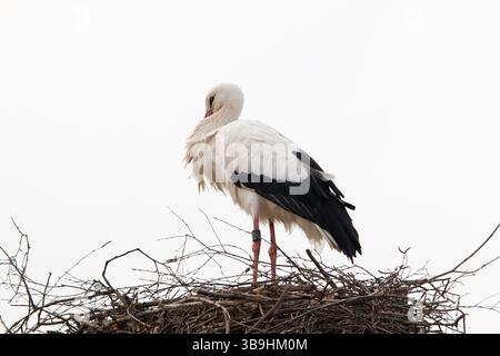 Una cicogna sta su un nido Foto Stock