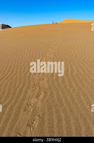 scalare la duna Foto Stock