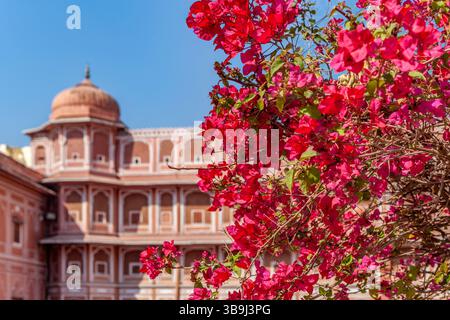 Bougainvillea, City Palace, Jaipur, India Foto Stock