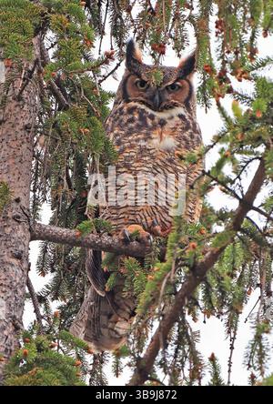 Gufo dalle grandi corna arroccato su un ramo di abete nella foresta, Quebec, Canada Foto Stock