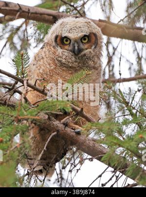 Il grande Owl baby arroccato su un ramo di abete nella foresta, Quebec, Canad Foto Stock
