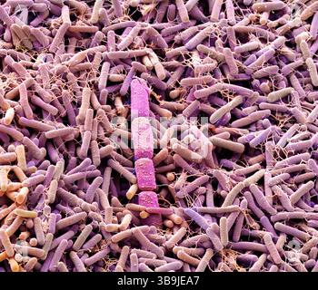 Batteri compost, SEM Foto Stock