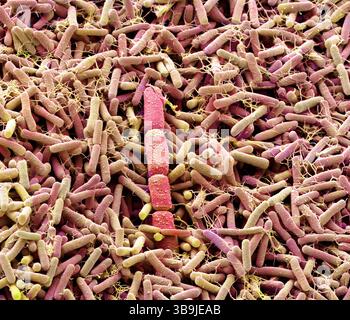 Batteri compost, SEM Foto Stock