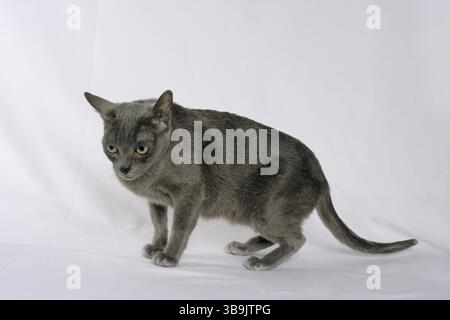 gatto, gatto korat Foto Stock