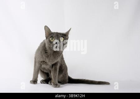 gatto, gatto korat Foto Stock