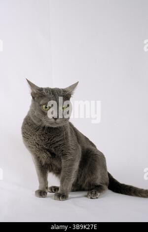 gatto, gatto korat Foto Stock