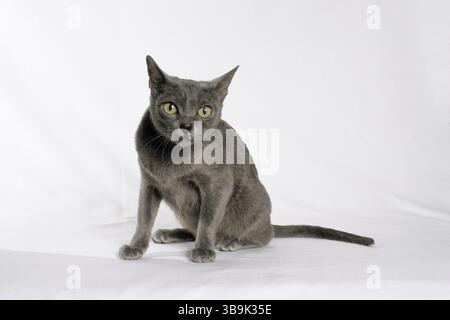 gatto, gatto korat Foto Stock