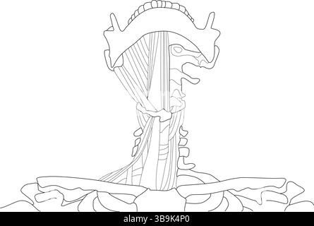 Disegno in linea bianco e nero che illustra i muscoli e le ossa dell'area del collo e della mascella umana, compresa la mandibola e le strutture che si collegano a te Illustrazione Vettoriale