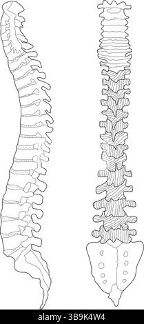 Illustrazione dettagliata del disegno lineare che mostra le viste sagittale (laterale) e posteriore (posteriore) della colonna vertebrale umana, comprese cervicale, toracica, lombare Illustrazione Vettoriale