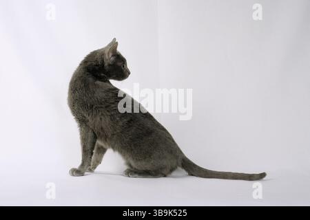 gatto, gatto korat Foto Stock