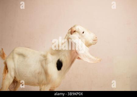 Primo piano di una capra bianca maschile con macchie nere su un lato, foto isolata in studio Foto Stock
