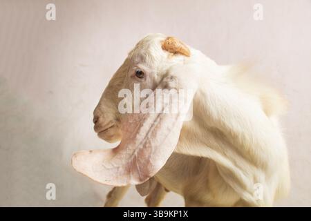 Paesaggio ravvicinato White Goat Head che guarda di lato, parte del corpo in studio di spazio negativo Foto Stock