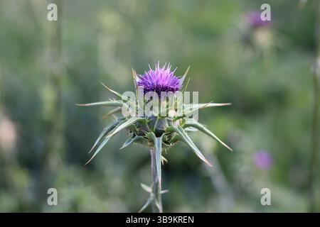 Primo piano di un cardo di latte in fiore (Silybum marianum) con petali viola e spine verdi affilate su un morbido sfondo sfocato. Foto Stock