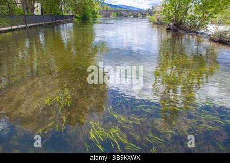 Tormes Riverbed vegetazione che ondeggia vicino al ponte romanico. Barco de Avila, Castiglia e Leon, Spagna. Foto Stock