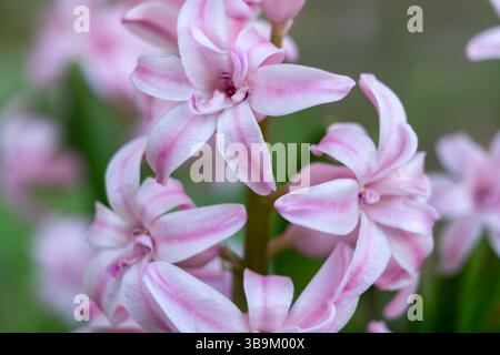 Delicati fiori rosa con strisce bianche fioriscono su un alto gambo verde. Questo vivace display mostra la bellezza della natura in un colorato setti da giardino Foto Stock