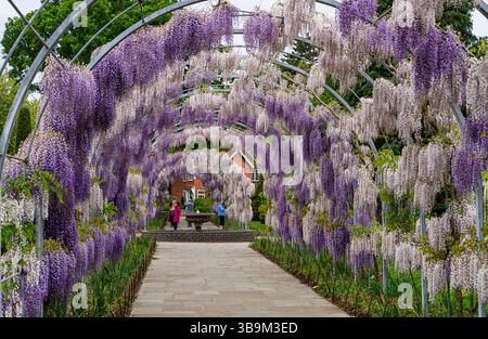 L'arco Wisteria Walk a RHS Garden Wisley, Surrey, nel sud-est dell'Inghilterra, con glicine viola chiaro Kokuryu che fiorisce in piena fioritura in primavera Foto Stock