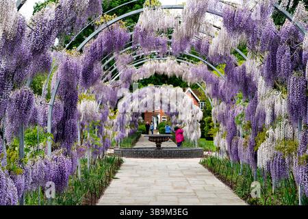 L'arco Wisteria Walk a RHS Garden Wisley, Surrey, nel sud-est dell'Inghilterra, con glicine viola chiaro Kokuryu che fiorisce in piena fioritura in primavera Foto Stock