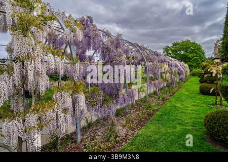 L'arco Wisteria Walk a RHS Garden Wisley, Surrey, nel sud-est dell'Inghilterra, con glicine viola chiaro Kokuryu che fiorisce in piena fioritura in primavera Foto Stock