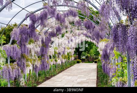 L'arco Wisteria Walk a RHS Garden Wisley, Surrey, nel sud-est dell'Inghilterra, con glicine viola chiaro Kokuryu che fiorisce in piena fioritura in primavera Foto Stock