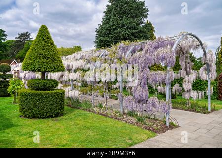 L'arco Wisteria Walk e il topiario, RHS Garden Wisley, Surrey, Inghilterra sud-orientale con glicine viola chiaro Kokuryu che fiorisce in piena fioritura in primavera Foto Stock