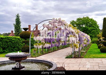 L'arco Wisteria Walk a RHS Garden Wisley, Surrey, nel sud-est dell'Inghilterra, con glicine viola chiaro Kokuryu che fiorisce in piena fioritura in primavera Foto Stock