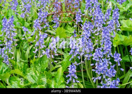 Campanelli blu spagnoli (Endymion hispanicus o Scilla hispanica) fioriti in primavera a RHS Garden Wisley, Surrey, Inghilterra sud-orientale Foto Stock