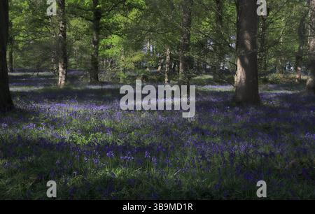 Una veduta di Bluebells, Hyacinthoides non-scripta, nel grande bosco in primavera a Blickling, Norfolk, Inghilterra, Regno Unito. Foto Stock
