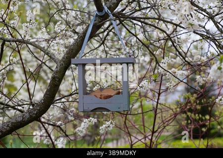 Bird feeder with bread on a blooming cherry tree in the garden. Foto Stock