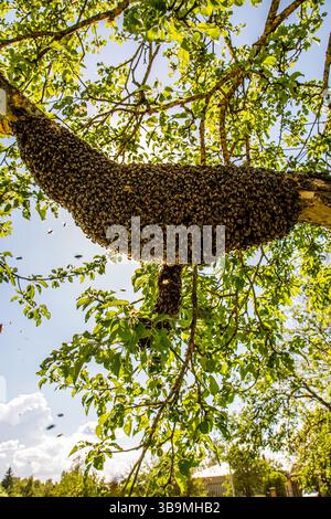Alveare con lo sciame di api appeso a un ramo di albero. Scalda api. Foto Stock